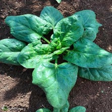 Tacirdepoticaret Büyük Yapraklı Giant Noble Ispanak Tohumu-25 Tohum