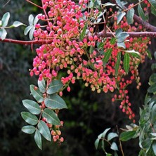 Tacirdepoticaret Tüplü Doğal Bıttım Menengiç Çıtlık Fidanı
