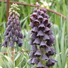 Tacirdepoticaret Purple Fritillaria Persica Ters Lale Soğanı (1 Adet)