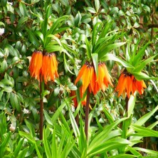 Tacirdepoticaret Orenge Aurora Fritillaria Imperialis Turuncu Ters Lale Soğanı (1 Adet)
