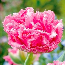 Tacirdepoticaret Pembe Fringed Family Saçaklı Lale Soğanı (5 Adet)