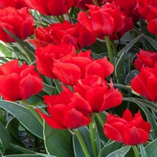 Tacirdepoticaret Rob Verlinden Büyük Yapılı Kırmızı Lale Soğanı (5 Adet)