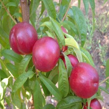 Tacirdepoticaret Tüplü Yarı Bodur Büyük Meyveli Orion Nektarin Fidanı