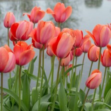 Tacirdepoticaret Apricot Impression Lale Soğanı (5 Adet)