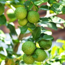 Tacirdepoticaret Tüplü Özel Çeşit Kaffir Lime Fidanı