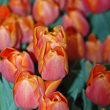 Tacirdepoticaret Pako Orenge Lale Soğanı (5 Adet