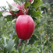 Tacirdepoticaret Tüplü Tozlayıcı Galaxy Gala Elma Fidanı