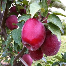 Tacirdepoticaret Tüplü Yarı Bodur Starkrimson Elma Fidanı