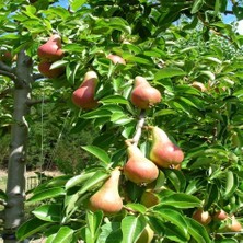 Tacirdepoticaret Tüplü Yarı Bodur Kendine Verimli Carmen Armut Fidanı