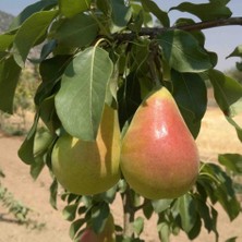 Tacirdepoticaret Tüplü Yarı Bodur Erkenci Etruşka Armut Fidanı