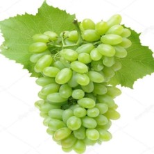 Tacirdepoticaret Tüplü Uzun Meyveli Hatun Parmağı Üzüm Fidanı