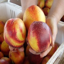 Tacirdepoticaret Tüplü Kuvvetli Gelişen Morsianna Nektarin Fidanı