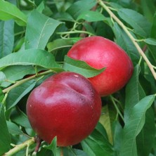 Tacirdepoticaret Tüplü Koyu Kırmızı Caldesi Nektarin Fidanı