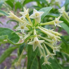 Tacirdepoticaret Yoğun Kokulu Melissa Parfüm Çiçeği Tohumu(20 Tohum)