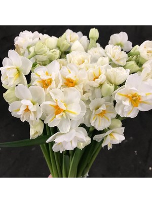 Tacirdepoticaret Katmerli Özel Çeşit Winston Churchil Kokulu Nergis Soğanı(5 Adet)