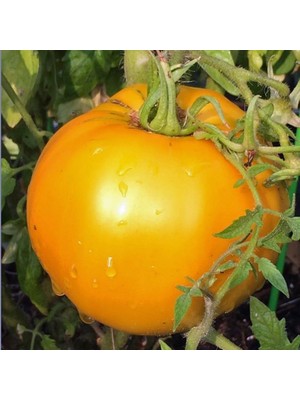 Tacirdepoticaret Altın Jubile Domates Tohumu -20 Tohum