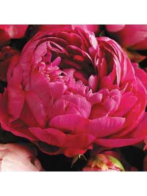 Tacirdepoticaret Kırmızı Peonies Festiva Şakayık Çiçeği Yumrusu (1 Adet)