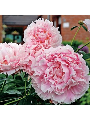 Tacirdepoticaret Pembe Peonies Festiva Şakayık Çiçeği Yumrusu (1 Adet)