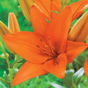 Tacirdepoticaret Kokulu Turuncu Jumping Joy Lilium Zambak Soğanı (1 Adet)