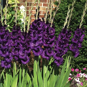 Tacirdepoticaret Purple Flora Gladiolus Glayör Çiçeği Soğanı (4 Adet)