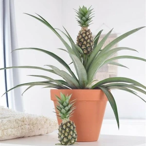 Tacirdepoticaret Tüplü Sınırlı Stok Ananas Fidanı