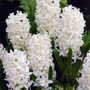 Tacirdepoticaret Pallas Yoğun Kokulu Beyaz Sümbül Soğanı (3 Adet)