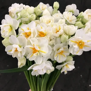 Tacirdepoticaret Katmerli Özel Çeşit Winston Churchil Kokulu Nergis Soğanı(5 Adet)