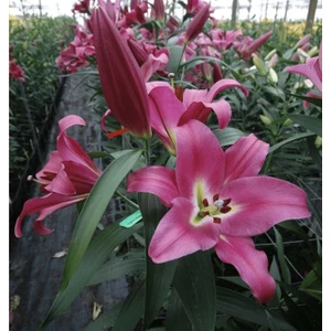 Tacirdepoticaret Hoş Kokulu Adelante Zambak Soğanı (2 Adet)