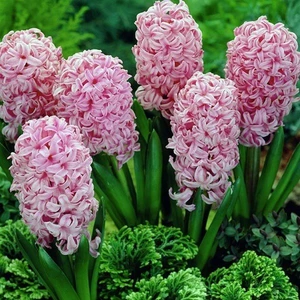 Tacirdepoticaret Anne Marie Pink Sümbül Soğanı (3 Adet)