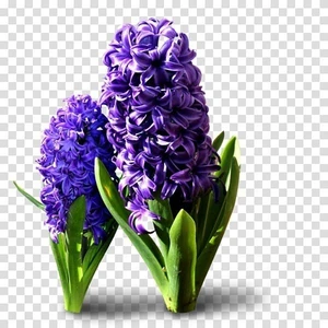 Tacirdepoticaret Atlantic Kristalim Yoğun Kokulu Sümbül Soğanı (3 Adet)