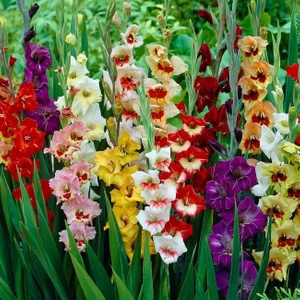 Tacirdepoticaret Mix Gladiolus Swan Karışık Glayör Çiçeği Soğanı (4 Adet)