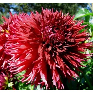 Tacirdepoticaret Jax Dahlia Yıldız Çiçeği Yumrusu (1 Adet)