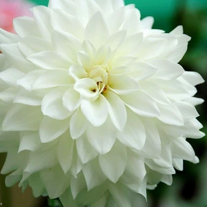 Tacirdepoticaret Beyaz Avalanche Dahlia Yıldız Çiçeği Yumrusu (1 Adet)