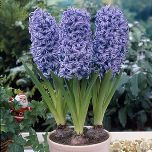 Tacirdepoticaret Mavi Delft Blue Sümbül Soğanı (3 Adet)