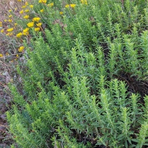 Tacirdepoticaret Dağ Kekik(Keklik) Otu Tohumu (100 Tohum)