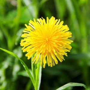 Tacirdepoticaret Doğal Şifalı Karahindiba Tohumu (250 Tohum)