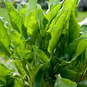 Tacirdepoticaret Doğal Kuzu Kulağı Tohumu(50 Tohum)