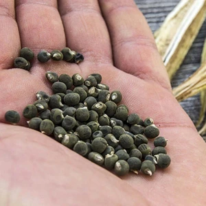 Tacirdepoticaret Doğal Bamya Tohumu -0,5 kg