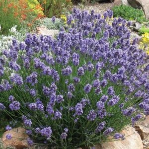 Tacirdepoticaret Mavi Hidcote Lavanta Tohumu (100 Tohum)