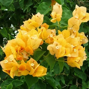 Tacirdepoticaret Sarı Begonvil (Bougainvillea) Tohumu -5 Adet