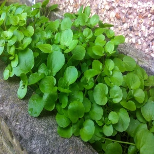 Tacirdepoticaret Ufak Su Teresi Tohumu -50 Adet