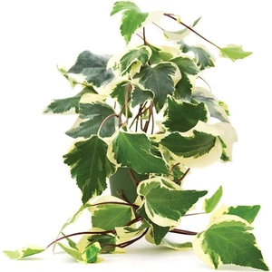 Tacirdepoticaret Tüplü Alacalı Orman Kaya Sarmaşığı (Hedera Helix) Fidanı