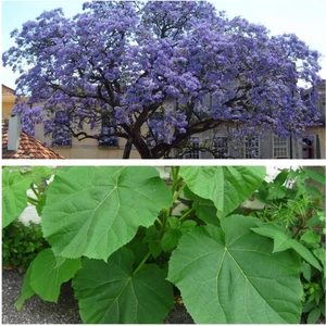 Tacirdepoticaret Tüplü Mor Pavlonya (Paulownia Tomentosa) Fidanı -10-30 cm