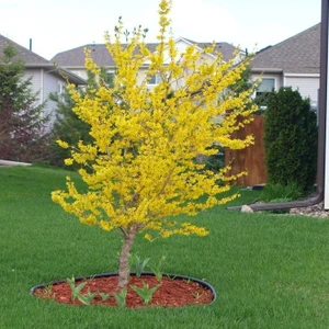 Tacirdepoticaret Tüplü Forsythi Altın Çanı Fidanı