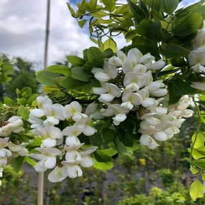 Tacirdepoticaret Tüplü Kokulu Beyaz Çiçekli Robinia Akasya Fidanı