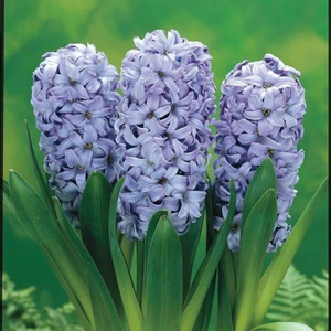 Tacirdepoticaret Cornflower Blue Delft Mavi Sümbül Soğanı (3 Adet)