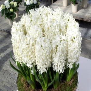 Tacirdepoticaret Krem Renkli Carnegia Sümbül Soğanı (3 Adet)