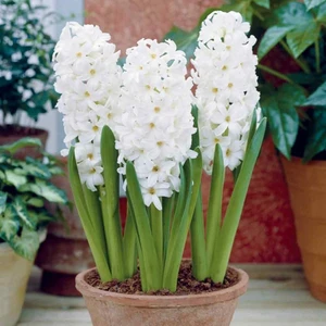 Tacirdepoticaret Süt Beyazı Aiolos Sümbül Soğanı (10 Adet)