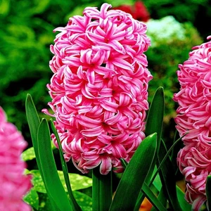 Tacirdepoticaret Hollywood Pembe Pearl Sümbül Soğanı (3 Adet)