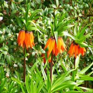 Tacirdepoticaret Orenge Aurora Fritillaria Imperialis Turuncu Ters Lale Soğanı (5 Adet)